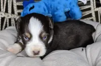 Jack, a male Miniature Australian Shepherd for sale in Lincoln, CA – 4 of 7