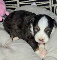 Daisy , a female Miniature Australian Shepherd for sale in Lincoln, CA – 3 of 8