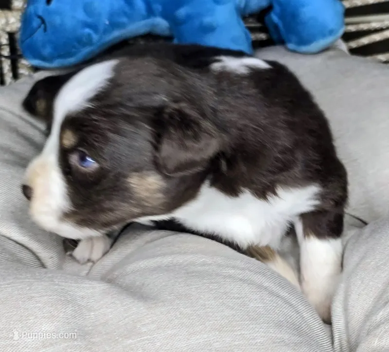 Jack – Miniature Australian Shepherd puppy for sale in Lincoln, CA
