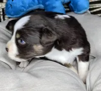 Jack, a male Miniature Australian Shepherd for sale in Lincoln, CA – 1 of 7