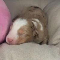 Pearl, a female Australian Shepherd for sale in Lincoln, CA – Photo 2 of 5