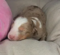 Pearl, a female Australian Shepherd for sale in Lincoln, CA – Photo 2 of 5