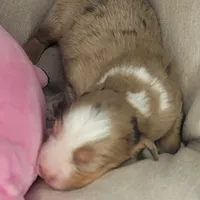 Pearl, a female Australian Shepherd for sale in Lincoln, CA – Photo 5 of 5