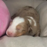 Pearl, a female Australian Shepherd for sale in Lincoln, CA – Photo 1 of 5