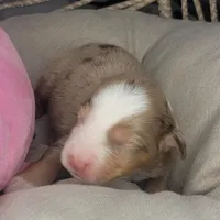 Pearl, a female Australian Shepherd for sale in Lincoln, CA – Photo 3 of 5