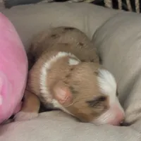 Pearl, a female Australian Shepherd for sale in Lincoln, CA – Photo 4 of 5