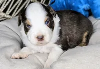 Petey, a male Miniature Australian Shepherd for sale in Lincoln, CA – 2 of 8