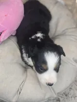 Nola, a female Miniature Australian Shepherd for sale in Lincoln, CA – Photo 3 of 10