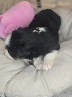 Nola, a female Miniature Australian Shepherd for sale in Lincoln, CA – Photo 10 of 10