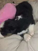 Nola, a female Miniature Australian Shepherd for sale in Lincoln, CA – Photo 7 of 10