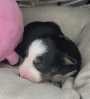 processed/7926d430-c44d-426d-8be2-2073acb8abe4/listing/572c7581-59f5-414f-a459-a033933696ba/3aa8848f-0815-476e-a944-b13a3b65036c