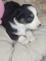 Nola, a female Miniature Australian Shepherd for sale in Lincoln, CA – Photo 4 of 10