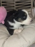 Nola, a female Miniature Australian Shepherd for sale in Lincoln, CA – Photo 1 of 10