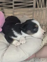 Nola, a female Miniature Australian Shepherd for sale in Lincoln, CA – Photo 8 of 10