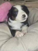 Nola, a female Miniature Australian Shepherd for sale in Lincoln, CA – Photo 6 of 10