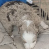 Max, a male Miniature Australian Shepherd for sale in Lincoln, CA – Photo 5 of 6