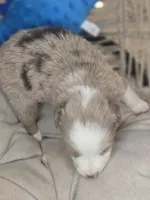 Max, a male Miniature Australian Shepherd for sale in Lincoln, CA – Photo 5 of 6