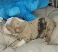 processed/7926d430-c44d-426d-8be2-2073acb8abe4/listing/5c53095b-9df9-41bd-96d7-29826894b582/103d9982-4726-413e-96c2-4408d1e46091