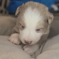 Max, a male Miniature Australian Shepherd for sale in Lincoln, CA – Photo 2 of 6