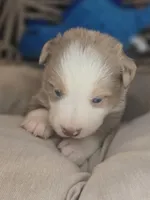 Max, a male Miniature Australian Shepherd for sale in Lincoln, CA – Photo 2 of 6
