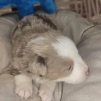 Max, a male Miniature Australian Shepherd for sale in Lincoln, CA – Photo 3 of 6