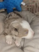 Max, a male Miniature Australian Shepherd for sale in Lincoln, CA – Photo 3 of 6