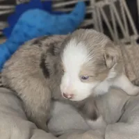 Max, a male Miniature Australian Shepherd for sale in Lincoln, CA – Photo 4 of 6
