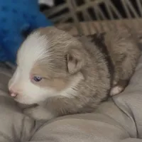 Max, a male Miniature Australian Shepherd for sale in Lincoln, CA – Photo 1 of 6