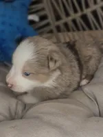 Max, a male Miniature Australian Shepherd for sale in Lincoln, CA – Photo 1 of 6