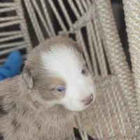 Max, a male Miniature Australian Shepherd for sale in Lincoln, CA – Photo 6 of 6