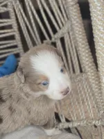 Max, a male Miniature Australian Shepherd for sale in Lincoln, CA – Photo 6 of 6