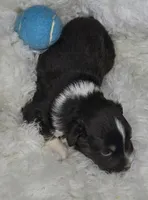 Dune, a male Miniature Australian Shepherd for sale in Lincoln, CA – Photo 6 of 10