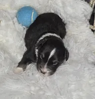 Dune, a male Miniature Australian Shepherd for sale in Lincoln, CA – Photo 3 of 10