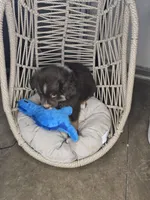 Dune, a male Miniature Australian Shepherd for sale in Lincoln, CA – Photo 10 of 10