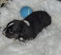 Dune, a male Miniature Australian Shepherd for sale in Lincoln, CA – Photo 5 of 10