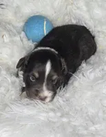 Dune, a male Miniature Australian Shepherd for sale in Lincoln, CA – Photo 2 of 10