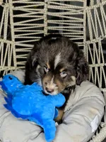 Dune, a male Miniature Australian Shepherd for sale in Lincoln, CA – Photo 9 of 10