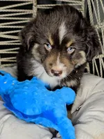Dune, a male Miniature Australian Shepherd for sale in Lincoln, CA – Photo 1 of 10