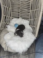 Dune, a male Miniature Australian Shepherd for sale in Lincoln, CA – Photo 7 of 10