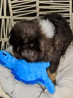 Dune, a male Miniature Australian Shepherd for sale in Lincoln, CA – Photo 8 of 10