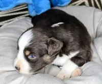 Jack, a male Miniature Australian Shepherd for sale in Lincoln, CA – 5 of 7