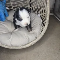 Patch, a male Miniature Australian Shepherd for sale in Lincoln, CA – Photo 5 of 9