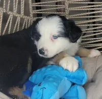 Patch, a male Miniature Australian Shepherd for sale in Lincoln, CA – Photo 9 of 9