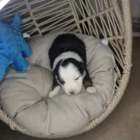 Patch, a male Miniature Australian Shepherd for sale in Lincoln, CA – Photo 2 of 9