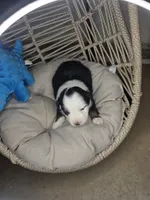 Patch, a male Miniature Australian Shepherd for sale in Lincoln, CA – Photo 2 of 9