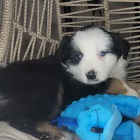 Patch, a male Miniature Australian Shepherd for sale in Lincoln, CA – Photo 1 of 9