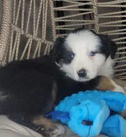 Patch, a male Miniature Australian Shepherd for sale in Lincoln, CA – Photo 1 of 9