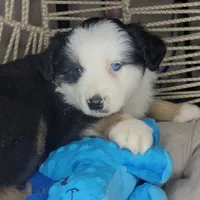 Patch, a male Miniature Australian Shepherd for sale in Lincoln, CA – Photo 6 of 9