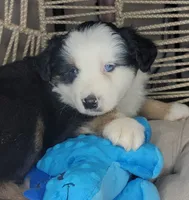 Patch, a male Miniature Australian Shepherd for sale in Lincoln, CA – Photo 6 of 9