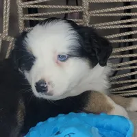 Patch, a male Miniature Australian Shepherd for sale in Lincoln, CA – Photo 4 of 9